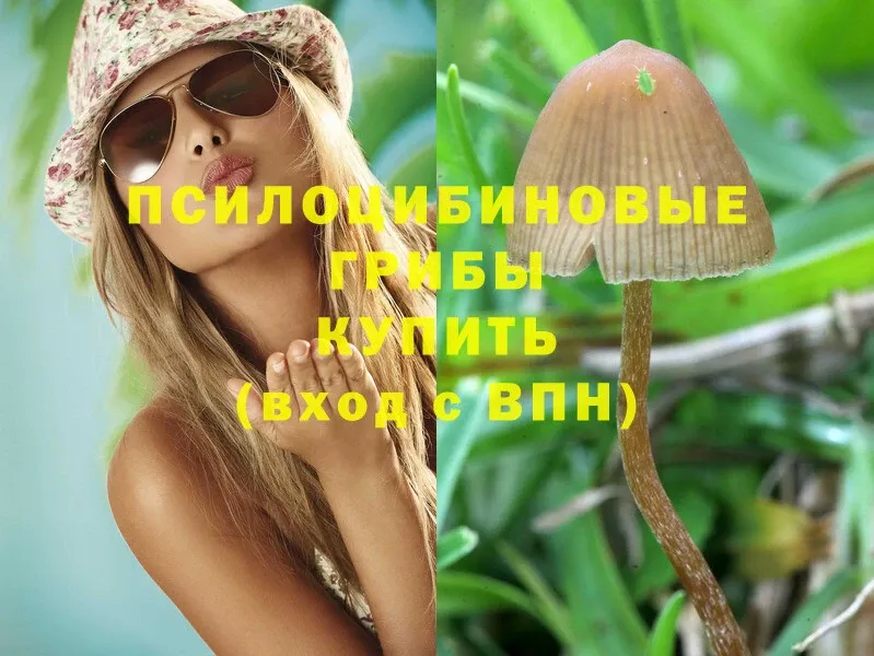 mega ССЫЛКА  Валуйки  Галлюциногенные грибы Psilocybe 